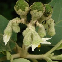 Solanum erianthum D.Don